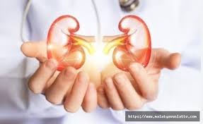 Paketli Gıdalar Böbreği Etkiliyor